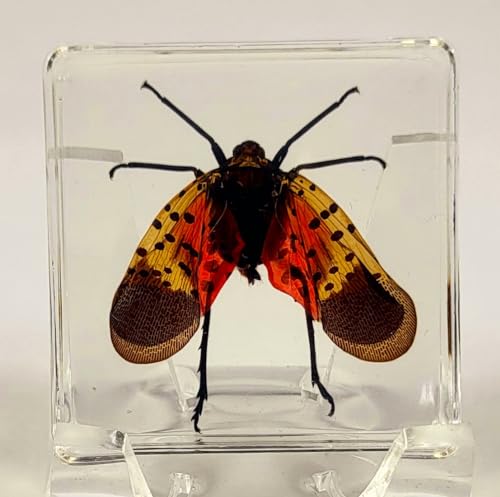 Image of 38mm Real Spotted Lanternfly Cicada in Crystal Clear Lucite Resin Specimen Preserved Small Insect Taxidermy Decor Crafts Collection for Biology Science Education & Desk Display Supplies