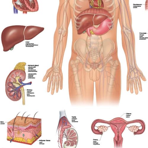 Image of Anatomy Lab Human Endocrine System Anatomy Poster, Laminated | Anatomy and Physiology, 17.3 x 22.5 Inches, Body System Diagram, Anatomical Chart for Education Learning and Students