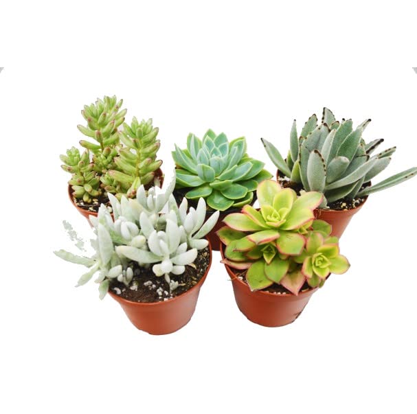 Pack Cinco Unidades de Mini Crasas Plantas de Tipo Suculentas Naturales