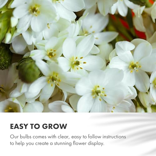 50 White Summer Flowering Bulbs Mixed Varieties | Bee & Butterfly Friendly | Eco Packaging | Premium Quality Dutch Bulbs | Plant Now Ready to Bloom in Summer