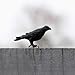 Safari Ltd. Raven Figurine - Realistic 3