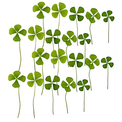 Dried Pressed Four Leaf Clover para manualidades 24 piezas