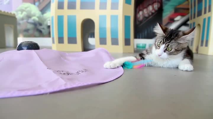 smartykat hot pursuit purple