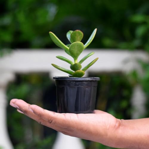 Image of Crassula Live Succulent Plant with Pot | Easy-Care Jade /Money Plant for Home & Office | Lucky Indoor Air-Purifying Plant for Table, Shelf & Decor | Fresh Healthy Plant
