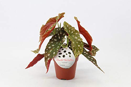 Begonia maculata wightii - Planta para truchas (35 cm) Cover