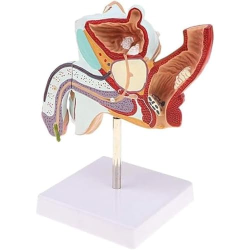 Modelle der menschlichen Anatomie Anatomisches Modell der männlichen Geschlechtsorgane Anatomisches Modell der männlichen urologischen Erkrankungen for medizinische Lehrmittel Bewegliche Schaufensterp