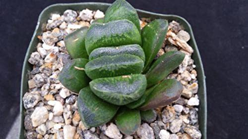 Planet Desert Haworthia Truncata V. Maughanii Cacti Cactus Succulent Real Live Plant #TOP4
