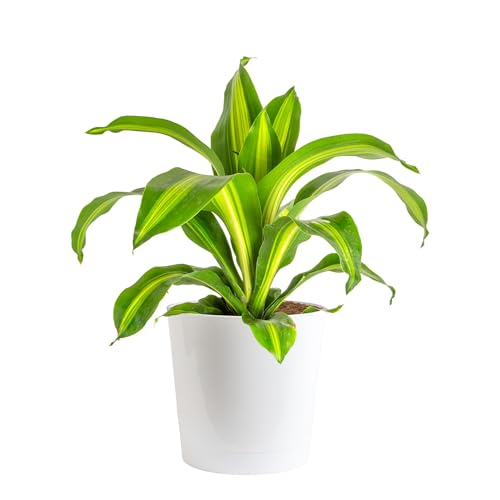 Costa Farms Dracaena Golden Heart Live Indoor Plant Easy to Grow Houseplant in Decor Plant Pot Potting Soil Mix Living Room Home and Office Decor Housewarming Gift 2-3 Feet Tall