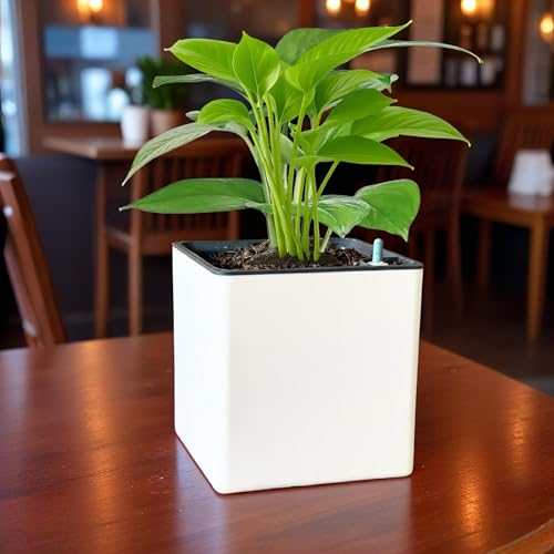 Image of Indian Discovery Self Watering Tabletop Planter| Flower Pots for Home, Terrace, Balcony, Vertical Garden Decor Flower Pots(1 PC, White, Square) |6 Inch UV-Resistant Plastic Plant Pots