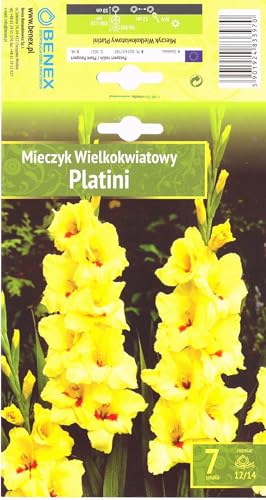 AGRONOM | GLADIOLI - PLATINI | Bulbi da fiore perenni | Fiori gialli | Coltivati in giardini fioriti, prati fioriti | 7 bulbi