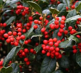 Nellie R Stevens Holly - Holiday Color - Live Plant Shipped 2 Feet Tall by DAS Farms (No California)