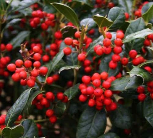 Nellie R Stevens Holly - Holiday Color - Live Plant Shipped