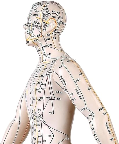 Mannequin de point corporel MTC de 50cm pour formation au massage - 4