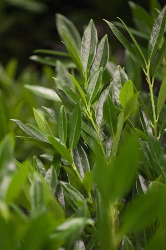 Prunus laurocerasus 'Otto Luyken' 30–40 cm – Immergrün • Winterhart • Pflegeleicht – Kirschlorbeer – Heckenpflanze für Garten & Sichtschutz