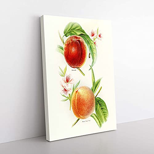 Big Box Art Vintage Illustration of Nectarines Canvas Wall Art Print Ready to Hang Picture, 76 x 50 cm (30 x 20 Inch), White, Yellow, Green, Orange, Red