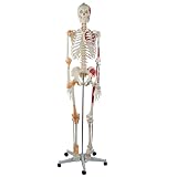 XUEMEIZI Modèle de Squelette Humain Anatomique médical, modèle de Squelette Musculaire Flexible et Grandeur Nature, Muscle Peint