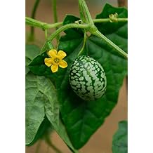 50 Mouse Melon Seeds | Grow This Exotic and Rare Garden Fruit | Cucamelon Seeds, Tiny Fruit to Grow
