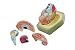 Eisco Labs Model Human Brain - 8 Parts