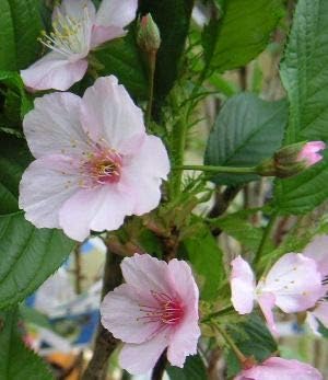 Amazon 桜苗木 河津桜 カワヅザクラ 植木