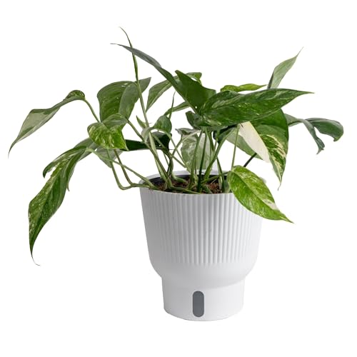 Costa Farms Albo Pothos Live Plant | Easy to Grow
