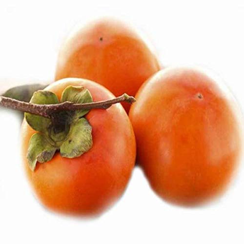 {Y@Gi xL`  2L`4LTCY 1 10kg