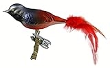 echter Feder-Schwanz Thüringer Weihnacht 52-012 Glas-Vogel, Gartenrotschwanz mit Naturfedern