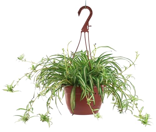 American Plant Exchange Spider Plant Live Indoor Hanging Houseplant 8-Inch Hanging Basket Air-Purifying Chlorophytum Plant for Home Office and Indoor Dcor
