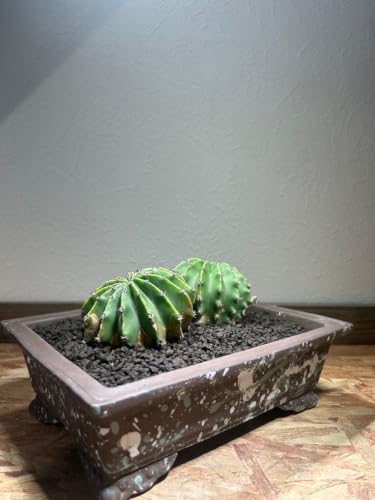 �T�{�e�� Echinopsis sp. 2���Z�b�g �f�U�C�����픫�A�� | ����10cm