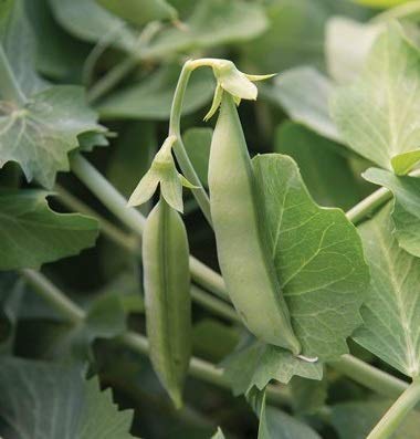 David's Garden Seeds Pea Sugar Sprint (Green) 100 Non-GMO, Open Pollinated Seeds David's Garden Seeds Pea Sugar Sprint (Green) 100 Non-GMO, Open Pollinated Seeds