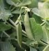 David's Garden Seeds Pea Sugar Sprint DGS2339TH (Green) 100 Open Pollinated Seeds