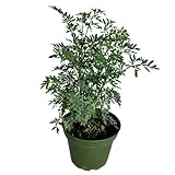 Ruda Rue Plant 4 inch Pot Herb Live Plant