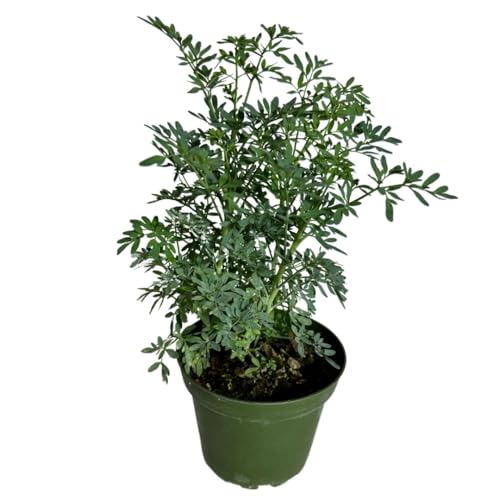 Ruda Rue Plant 4 inch Pot Herb Live Plant