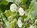 Money Plant (Lunaria Biennis) Seeds