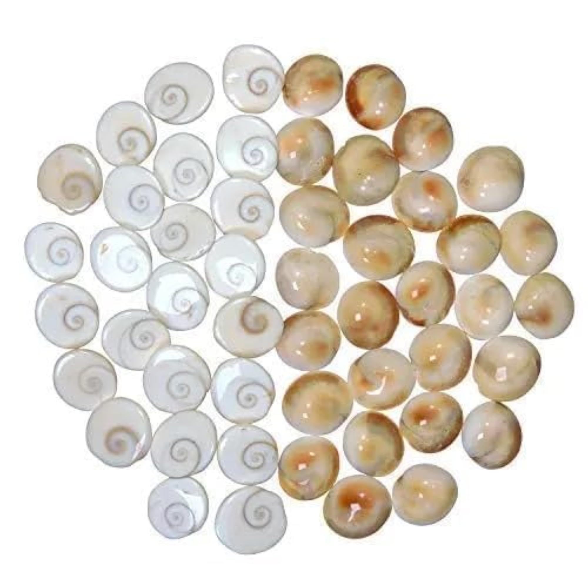 Certified Gomati Chakra - Original River Stones
