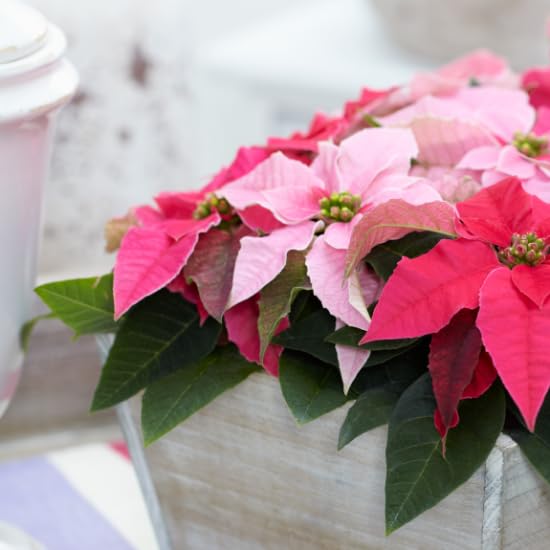 Flor de Navidad Rosa Planta Natural Viva Flor de Nochebuena