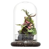Glass Cloche Dome Terrarium with Base & Ventilation Holes -7.9"x4.7"Clear Display Case for Carnivorous Plants,Succulents,Venus Flytrap & Eternal Roses,Small Desktop Decor Gift Box(No Plants Included)