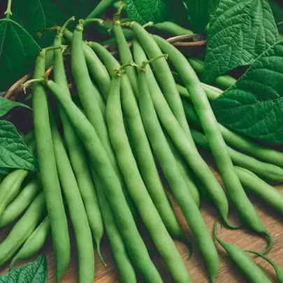 Green World Pencil Beans Nitara Selection For Kitchen Gardening (50 Seed (Pack Of 3))
