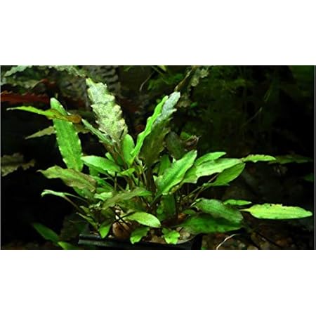 Amazon 水草 クリプトコリネ バランサエ 無農薬 ３株 北海道航空便要保温 Charm チャーム 生体水草 通販