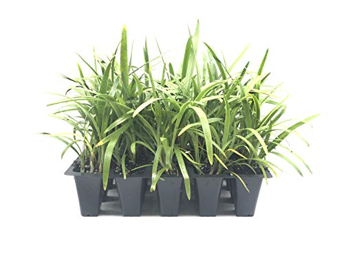 Agapanthus Africanus 'Lily Of The Nile' - 20 Live Plants - 2" Pot Size - Blooming Groundcover #TOP1
