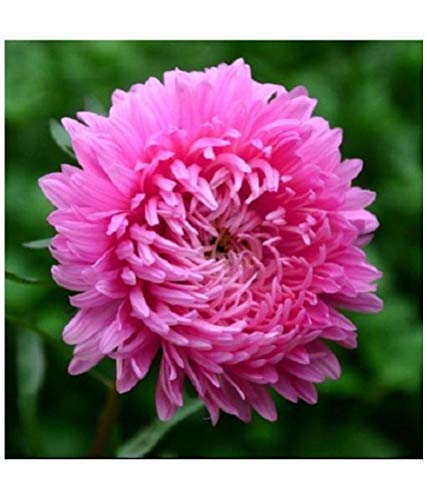 Golden Hills Farm® (AVG 200-1000) seeds Pink Chrysanthemum Flower seeds (B085X1WP6Z) Amazon Price History, Amazon Price Tracker