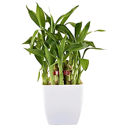 Image of Natural Live Indoor Air Purifying Lucky Bamboo Plants with Decorative Pot for Living Room, Balcony, Office And Garden (3Inch Pot, Assorted Colour)