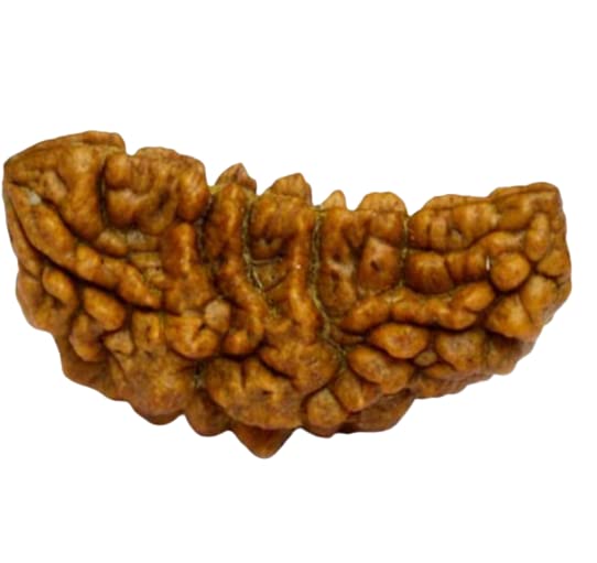 1 Mukhi Kaju Dana Rudraksha Original for men Ek Mukhi Rudraksha Original Certified by Lab एक मुखी काजू दाना रुद्राक्ष One Face Half Moon Shape 1 Face Rudraksha Natural Ek Mukhi Rudraksha Nepali One Face K (B09XB3BV9K) Amazon Price History, Amazon Price Tracker