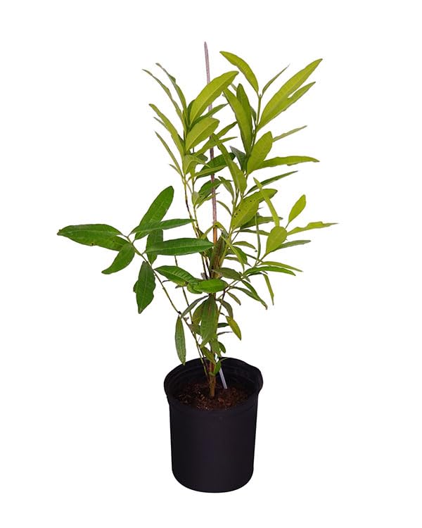 Cloud Farm All Spice Plant/Sarvasugandhi/Jamaica pepper (Pimenta dioica) Flowering/Ornamental/Medicinal Live Plant (Home & Garden),CF_13 (B0D5QKQ7L2) Amazon Price History, Amazon Price Tracker