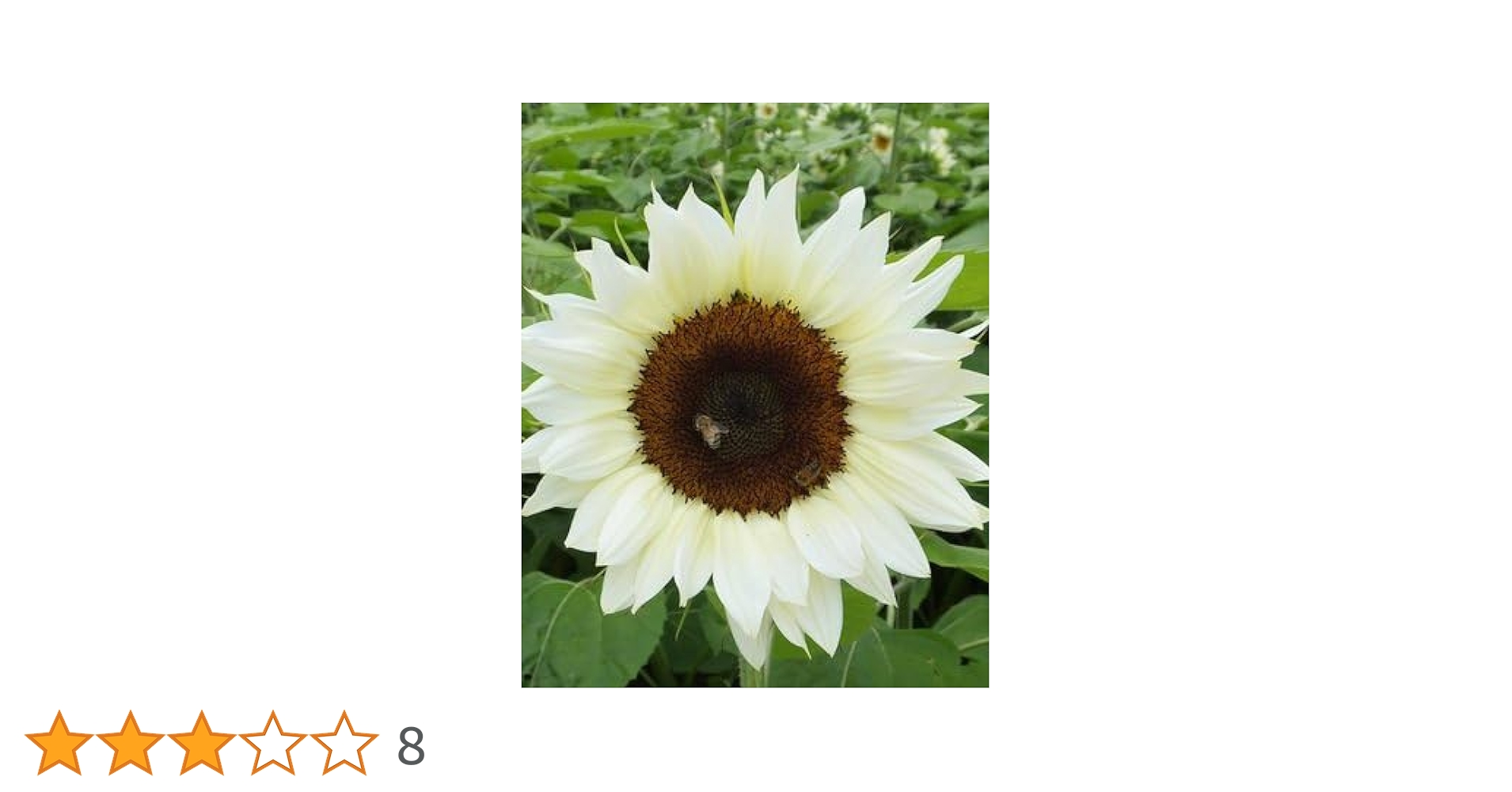Sunflower ページ Amazon.co.jp: Pro Cut White Night Sunflower Seeds *F1 (50) : DIY
