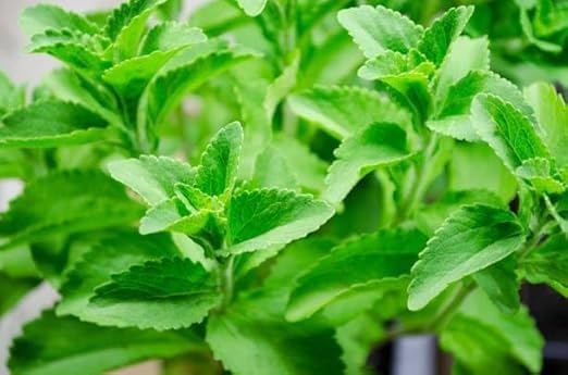 Image of Stevia Seeds for Home Garden, Hybrid Medicinal Plant Seeds, Healthy Herb Seeds, Pack of 1