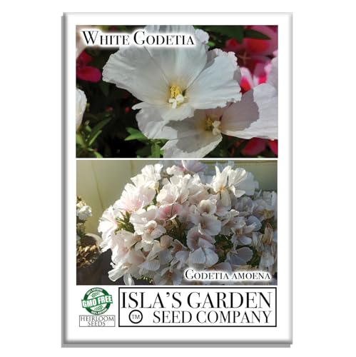 White Godetia Flower Seeds (Clarkia Amoena) – 1500+ Non-GMO Heirloom