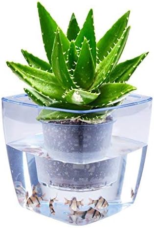 Water Herb Garden, AIBIS Hydroponics Growing System, Organic Self Watering Planter Indoor Sprouts Gardening Starter Kit Aquaponics Small Fish Tank, Best Gift Set for Women and Kid, Seeds Not Included