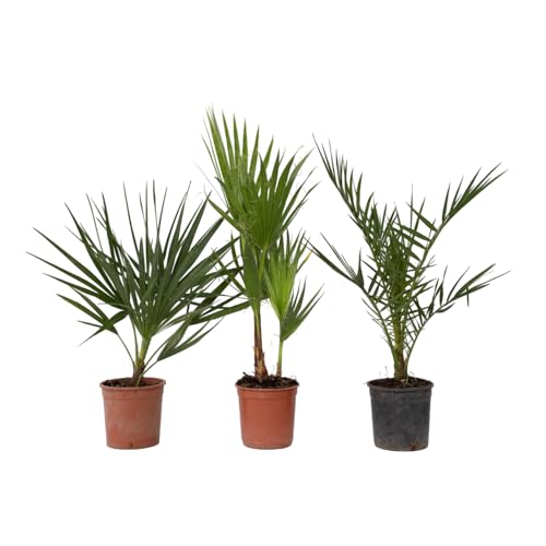 Plant in a Box - Gartenpalmen - 3er Set - Phoenix, Chamaerops, Washingtonia - Topf 15cm - Höhe 50-70cm
