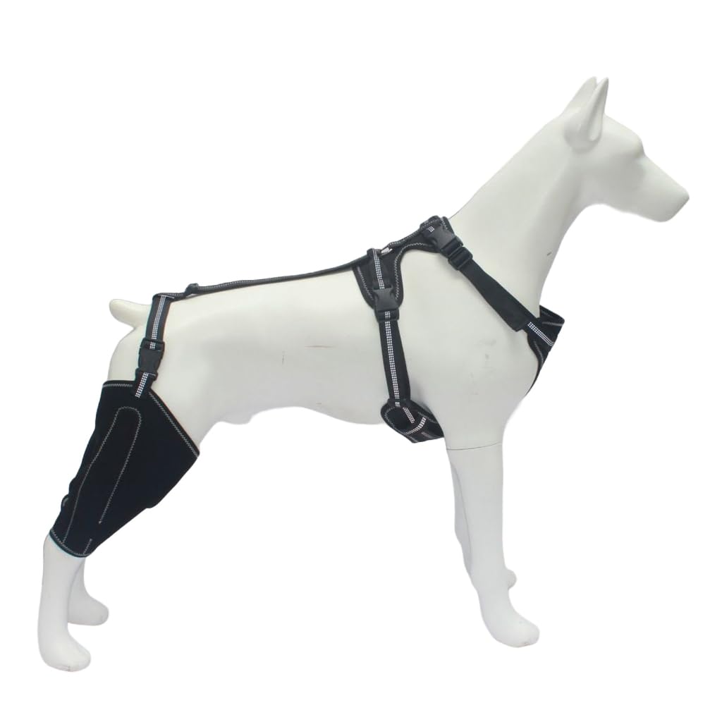 Bandage coudière pour chien pour retrouver le plaisir des balades malgré une jambe arrière faible