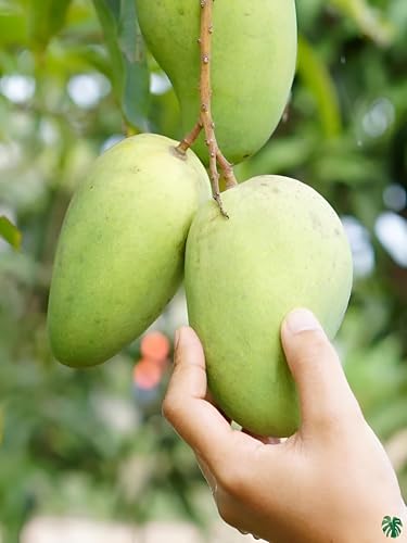 Image of Testy & Delicious Frash Green''Katimon Mango Fruit'' Tree Grafted Plant || For Home Garden Outdoor & Indoor plant.